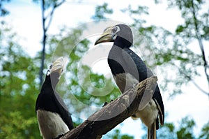 Two Pied Hornbills sitting on a branch