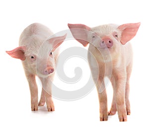 Two pig