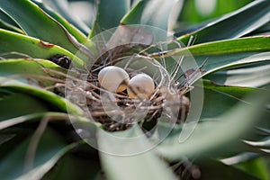 Two pigeon eggs in the small nest