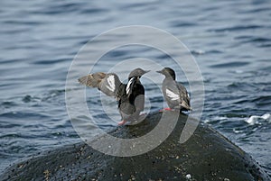 Two pigeon guillemots