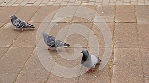 Two a pigeon on sidewalk tiles, then the third arrives.