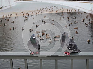 Two pigeon waiting on the bridge corner for food and behin them wild ducks photo