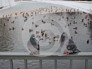 Two pigeon waiting on the bridge corner for food and behin them wild ducks