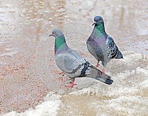 Two pigeons