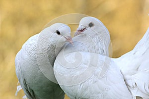 Two pigeons