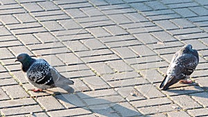 Two pigeons angry at each other
