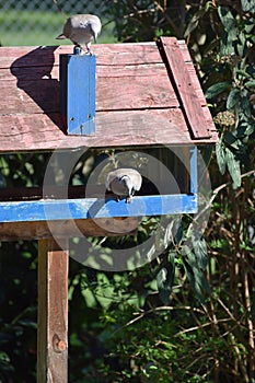 Two Pigeons on a Bird feeder