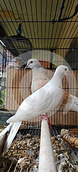 two pigeons in a cage that has not been cleaned