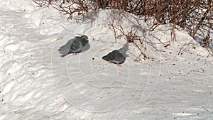 Two pigeons cooing in the snow in the spring