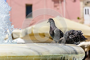 two pigeons cool off in the fountain