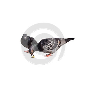 two pigeons eating