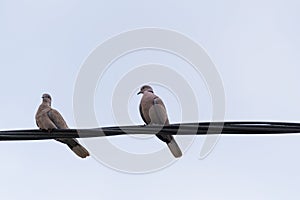 Two pigeons on electric cable keeping social distance