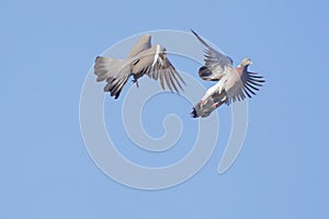 Two pigeons fighting