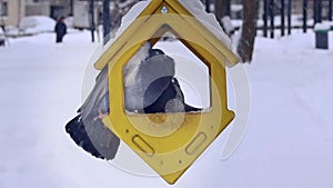 Two pigeons are fighting for food in a feeder on a winter day. natural selection, survival of the fittest