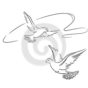 Two pigeons in flight. Outline