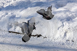 Two pigeons in flight