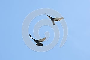 Two pigeons flying in the blue sky