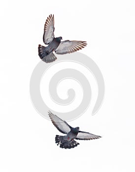 Two pigeons flying in the sky