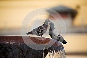 Two pigeons on a fountain