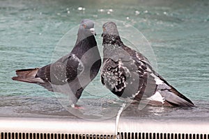 Two pigeons in fountain
