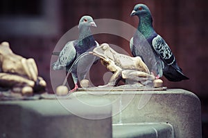 Two pigeons and Fountain with golden lucky frog - the symbol of