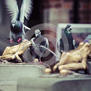 Two pigeons and Fountain with golden lucky frog - the symbol of