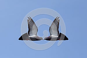 Two pigeons head to head in a blue sky