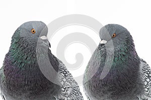 Two pigeons isolated on a white