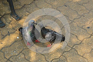 Two pigeons kissing