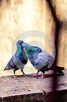 Pigeons kissing on a ledge