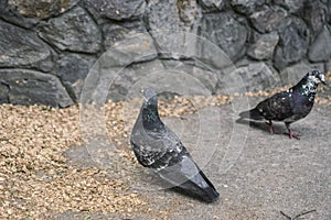 Two pigeons looking for food