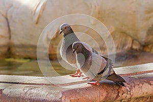 Two pigeons in love resting on the Neptune Fountain Rome, Italy