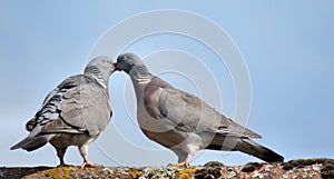 Two Pigeons