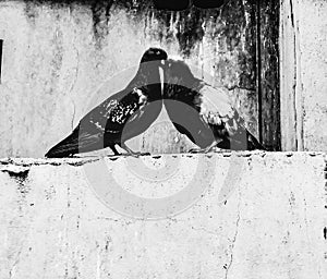 Two pigeons on a low wall flirting. the mating season, ready to mate and raise a family. romantics. grainy black and white photo