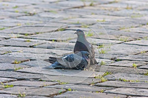 Two pigeons are on the paving stones next to each other