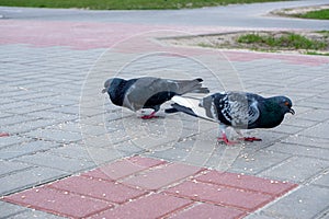 Two pigeons are pecking at spilled grain on the sidewalk.