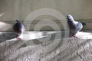 Two pigeons perched