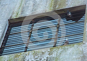 Two pigeons perched in a window