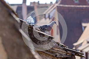 Two pigeons perched on the roof of a townhouse