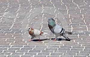 Two pigeons are playing