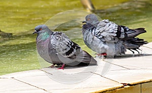 Two pigeons on a pond
