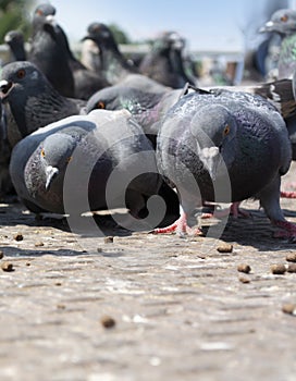 Two pigeons prepare to vie for food on the ground