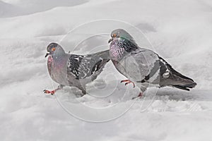 Two pigeons with rainbow necks and bright eyes walk in white snow in winter