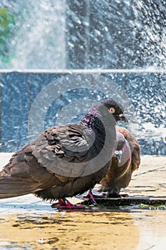 Two pigeons refreshing in the fountain