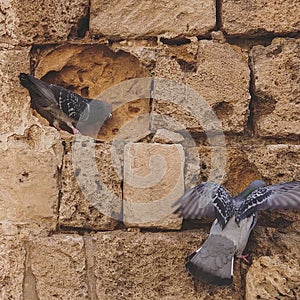 two pigeons on a rock