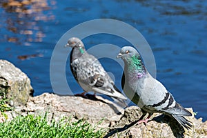 Two pigeons on a rock with blue river water in the background. Doves in the city