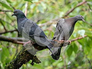 Two pigeons on a branch