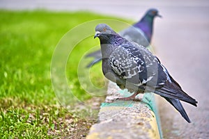 Two pigeons sit on the kerb close-up