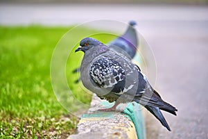 Two pigeons sit on the kerb close-up