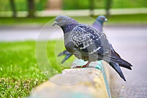 Two pigeons sit on the kerb close-up